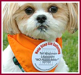 Bentley the puppy mill pup proudly wears his NO Puppy Mills! button at a pet shop protest.