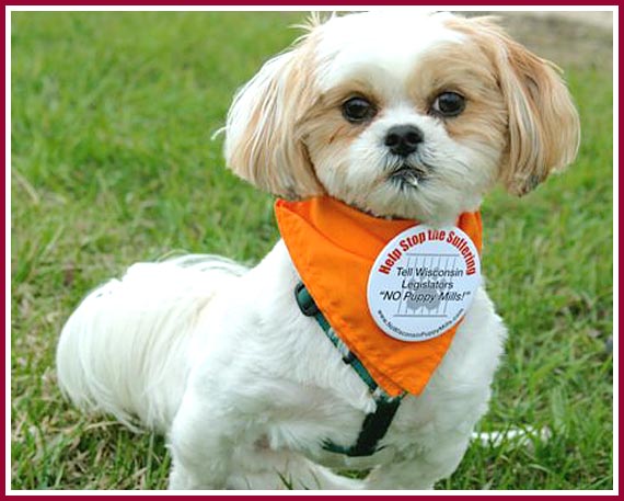 Bentley, a former puppy mill discard, at a 2008 Puppyworld petstore protest in Milwaukee, WI.
