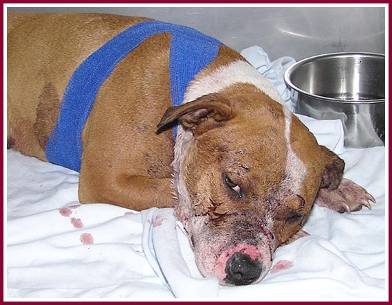 Abused dog at animal hospital