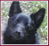 Captain, a puppy mill - pet store Schipperke with genetic defects that limited his life to 15 months.