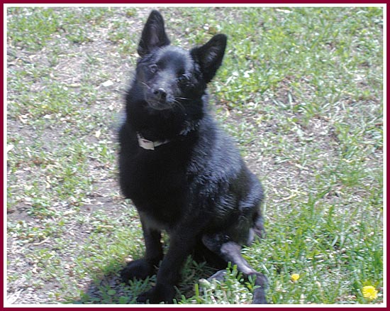Captain, a puppy mill schipperke sold through Angels Pet World in Hudson, WI. Cappy only lived to be 15 months old..