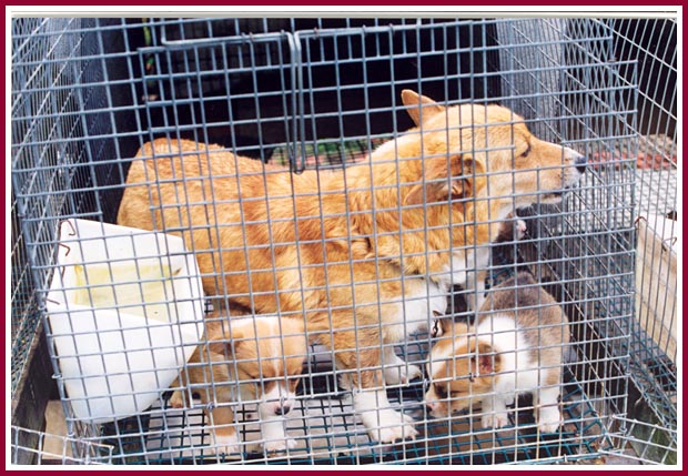 Corgi and pups in cage barely big enough for Mama to turn around in.