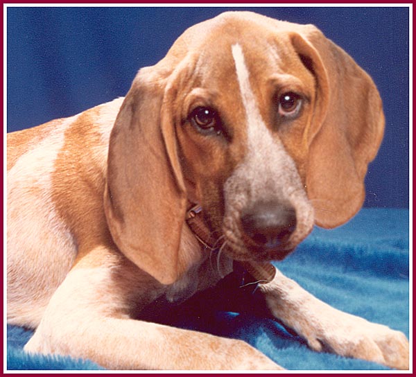 Henrietta the pet store coonhound pup was totally unsocialized and bit everyone in sight!
