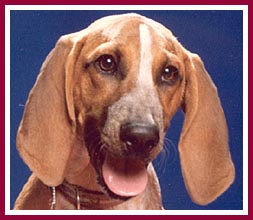 Henrietta the puppymill coonhound pup had severe socialization problems to overcome.