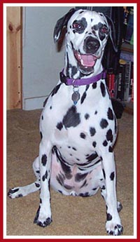Indy the Dalmatian whose breeder knew that she had severe health problems and sold her as a healthy pup anyway.