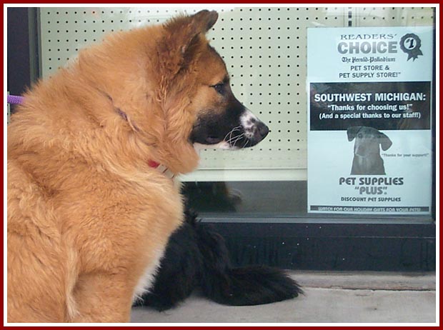 A foster dog at a petstore-sponsored adoption day reads the sign declaring this particular business a "Reader Choice." It is one of our choices, also, because of their stand on humane issues.
