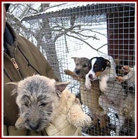 Puppies living in an outside wire cage in the cold winter.