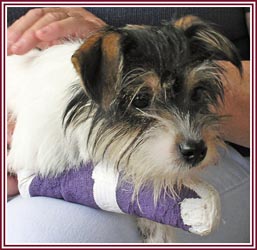 Injured dog with broken leg