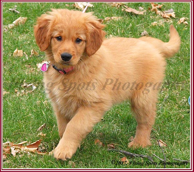 Lucy is a beautiful golden retriever who was purchased from a responaible, reputable breeder.