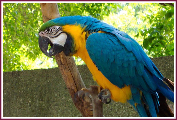 Birds Macaw