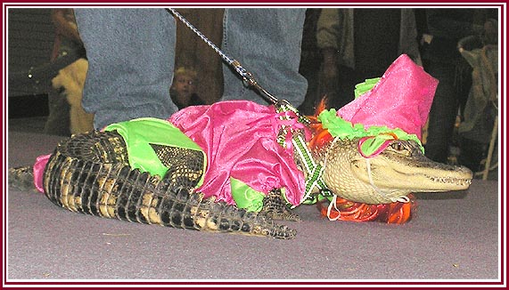 A pet alligator in a costume contest.