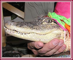 Pet alligator wearing a medieval princess hat at a costume contest.