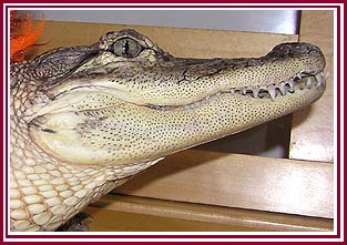 Pet alligator