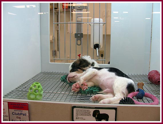 A Cavalier King Charles spaniel and a friend napping together on a plastic flooring pad at the Janesville, WI, Petland store (17 July 2009)