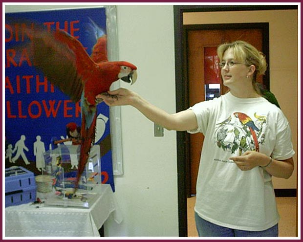 A rescued macaw shows off his plumage. Originally identified to us as a Scarlet Macaw, this bird actually appears to be a Green Wing Macaw.