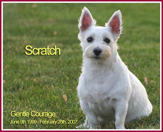 Scratch, a puppy mill Westie.