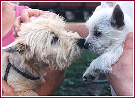 A puppy mill pup says goodbye to his Mom on the day that he is purchased. This pup was very small, had crooked feet, and an inherited disease that caused tremors and seizures. 