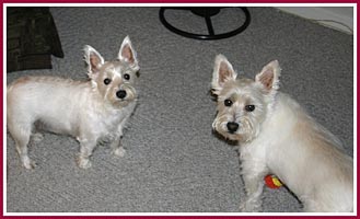 Another view of Scratch and Ophelia, showing the size difference.