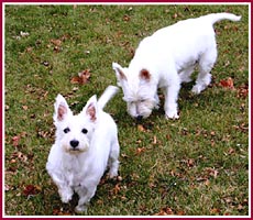 Scratch and Ophelia--note how much smaller the full-grown Scratch is than her friend Ophelia.