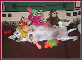 Scratch loved her toys, but because of all the medications she was on to control seizures, didn't have the energy to play with them.