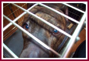 Mama pitbull in temporary enclosure