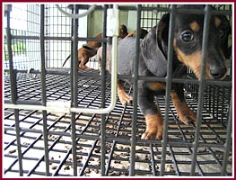 Close-up of the wire cages the pups were kept in. Note how the paws are splayed to keep from going through the mesh.