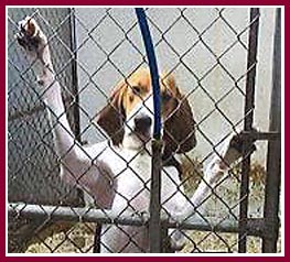 Coonhound at the Spring Green research puppy mill