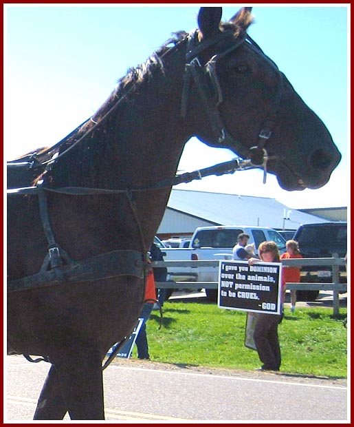 A horse and buggy passes a protester with a sign stating "I gave you dominion over animals, not permission to be cruel -- God"