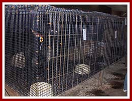 Holding cages at the Thorp Dog Auction, June 2007