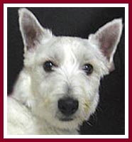 Charlie was sold as a purebred West Highland terrier.