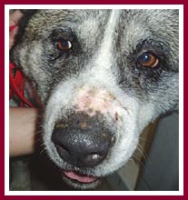 Cheyenne the Akita and her scarred nose.