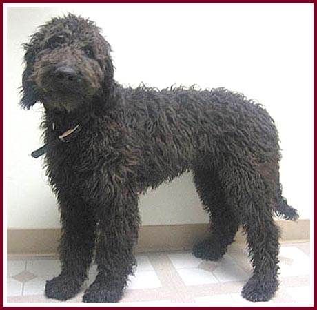 black goldendoodle puppy. This big lack dog is Chip the