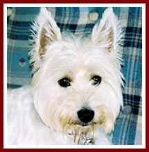 Josie, once known as Christie, is a West Highland terrier purchased by a rescue at the 10 March Thorp Dog Auction.