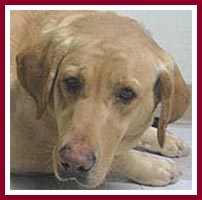 Precious Lady, a scarred golden lab, was purchased at the Thorp Dog Auction, 10 March 07