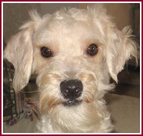 Martin was sold as a purebred poodle.