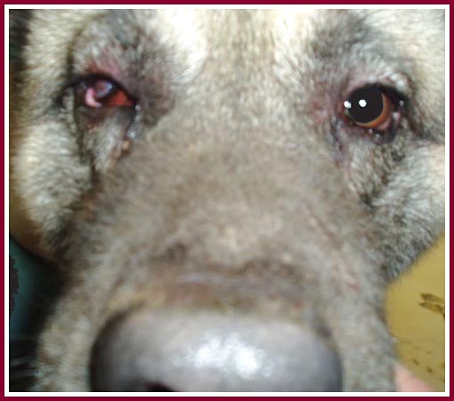 Max the Akita has a scarred nose and eartips, is blind in one eye, and has a problem with one of his legs.