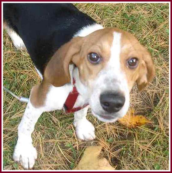 Kingsbury the beagle