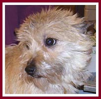 Susie the terrier pup was pregnant when purchased at the Thorp Dog Auction in March 2007.