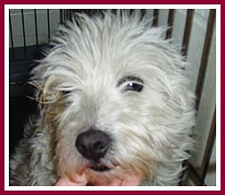 This scared little Westie sold for more because she was already pregnant.