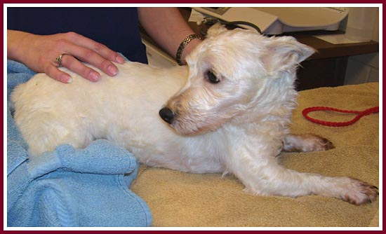 Whitey is listed as a purebred West Highland Terrier and is terrified of everyone.