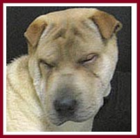 Woo the Shar Pei cannot open his eyes because of entropian eyelids.