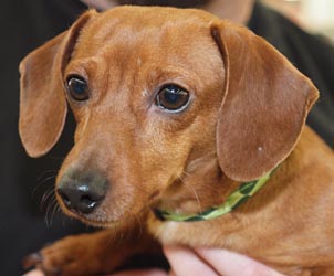 This little shelter doxie found a new home at a Jan 2012 adoption event.