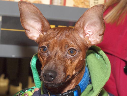 Miniature MinPin, surrendered to a reputable rescue by a breeder, looks for a home at a Jan. 2012 adoption event.