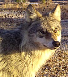 A Wisconsin wolf, photo courtesy of the WI DNR