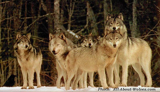 Wolf pack