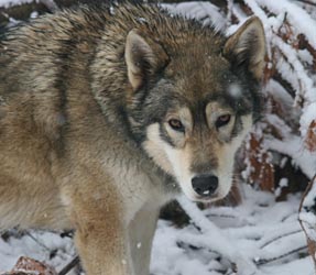 Wolfdogs like Yanna, a pet, are considered captive wildlife by the DNR and could possibly be approved for captive wildlife training for wolf hunting dogs.
