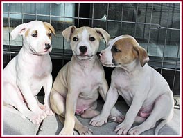 The Three Amigoes are purebred AKC registered Am Staf pups who were being given away free to passing cars along a busy highway.