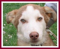 Dancer, a six month old husky-border collie mix.