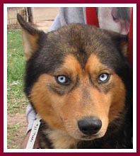 Teddy, a gorgeous husky mix boy