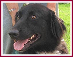 Thunder, a 3 year old neutered male border collie mix.